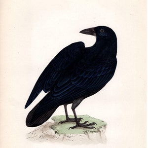 Raven - Original antique print from &#39;History of British Birds&#39; by Morris, 1870.