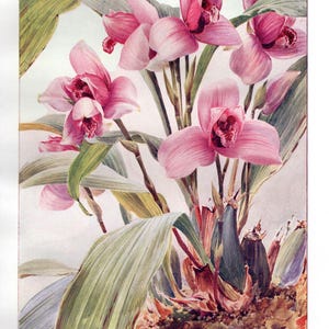 Antique Lycaste Skinneri Flower Print: 1909 Botanical Art