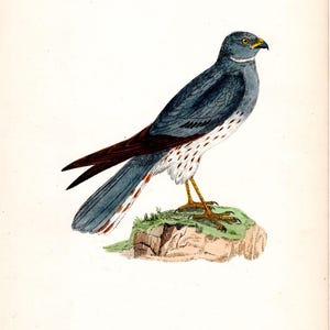 Montagu&#39;s Harrier - Original antique print from &#39;History of British Birds&#39; by Morris, 1870.
