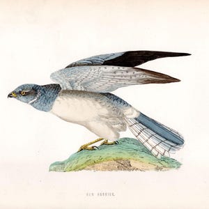 Hen Harrier - Original antique print from &#39;History of British Birds&#39; by Morris, 1870.