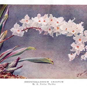 Antique Odontoglossum Print by A Fairfax Muckley, 1909