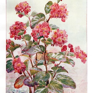 Antique Begonia Flower Print: A Fairfax Muckley, 1909 Botany Art