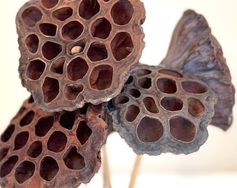 May include: Close-up of dried lotus seed pods with a unique, textured appearance. The pods are brown and have numerous holes, creating a distinctive pattern. The pods are arranged in a light blue vase, creating a natural, earthy aesthetic.