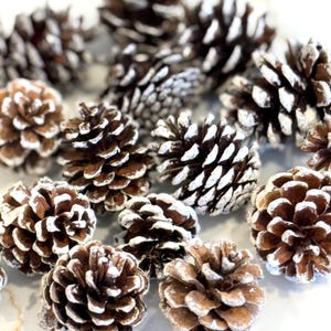 May include: A collection of brown pine cones with white-tipped scales. The cones are arranged closely together, creating a textured surface. The image is well-lit, highlighting the natural details of the cones, suitable for seasonal decor or crafts.