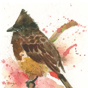 Red Vented Bulbul from India