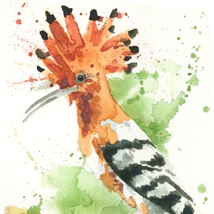 Hoopoe bird from Israel