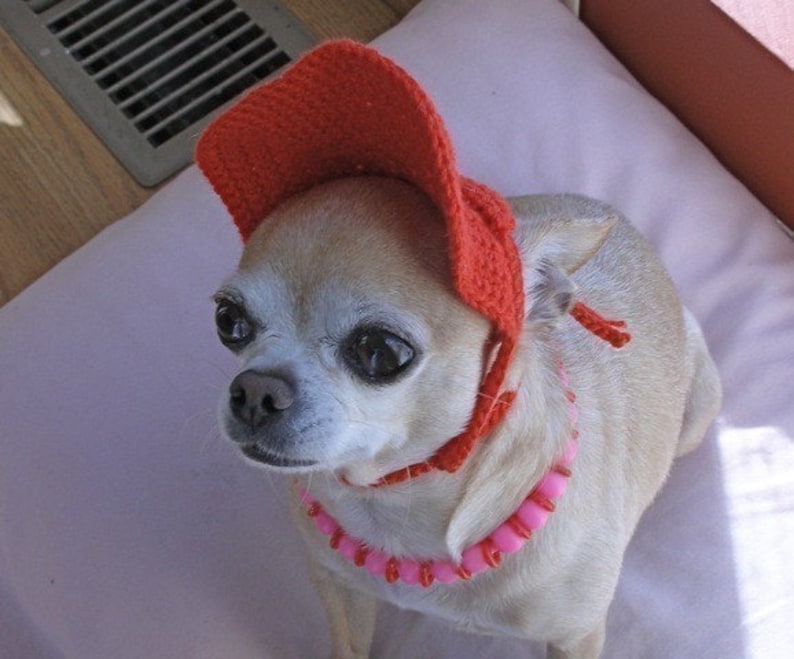 Op de afbeelding: Een kleine, lichtbruine chihuahua met een rode gebreide muts met een rand en een roze kralenketting.
