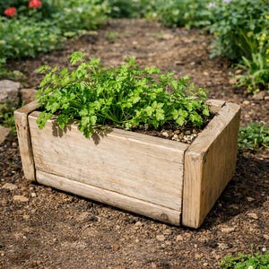 May include: A rectangular wooden planter box filled with green leafy plants, set on a dirt path. The weathered wood of the planter contrasts with the vibrant green foliage. The background features a garden path with colorful flowers.