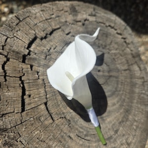 May include: A single white calla lily with a green stem and white ribbon detail rests on a weathered, circular wooden surface. The flower's elegant, trumpet-like shape is fully displayed, casting a shadow.