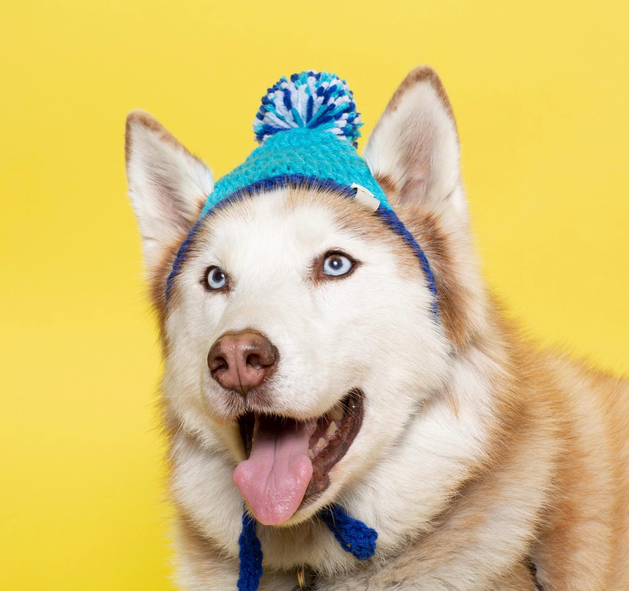 39 Dog Hat Crochet Patterns to Make for Photos, Gifts, and Festive Dress-Up 38 Crochet Pet Beanie