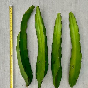 A completely Dragon Fruit varieties list! | Dragon Fruit Cutting