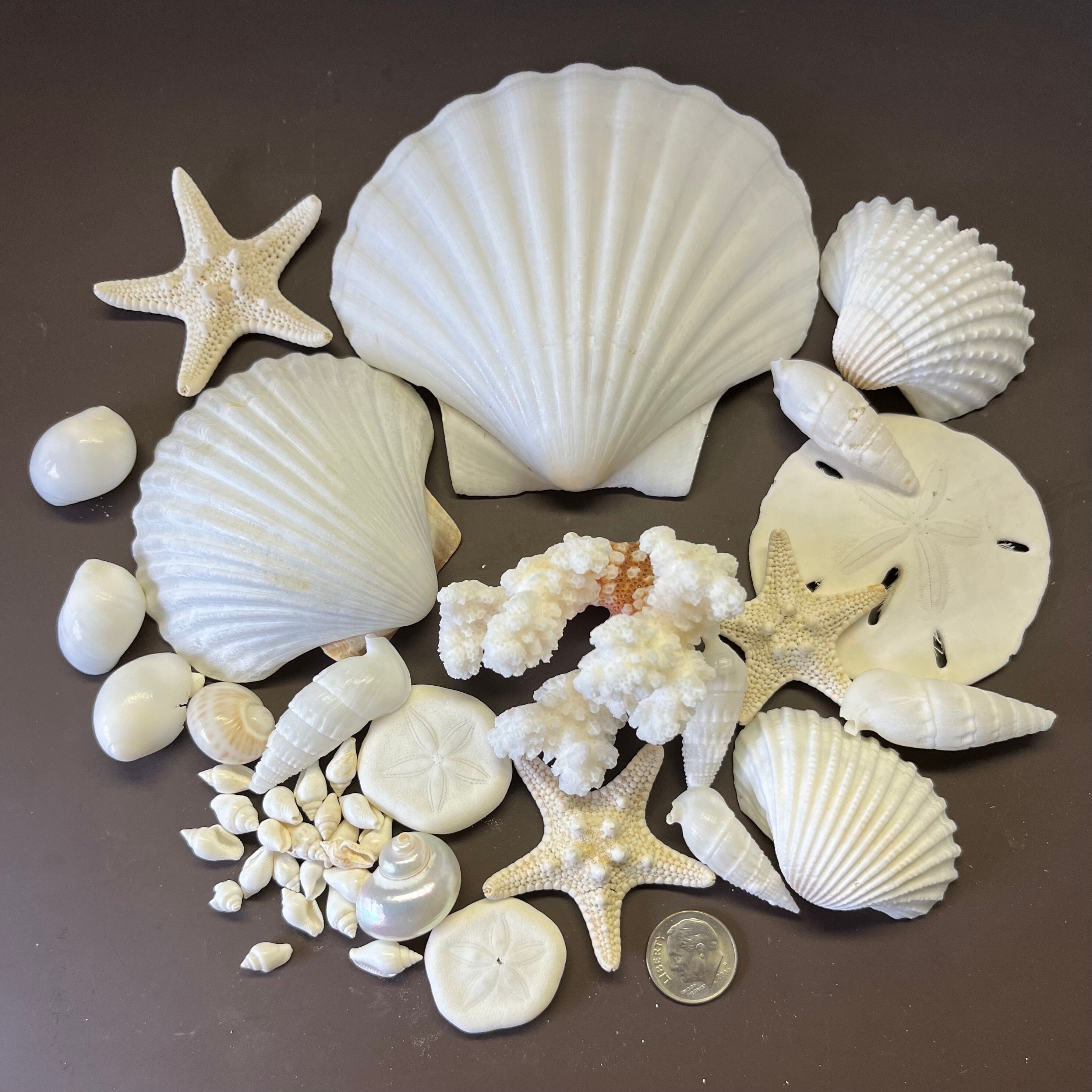 Shell Assortment - Small Coral - Wedding Decorations - Knobby Starfish ...
