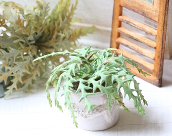 Dollhouse Miniature Plants - Green Fern in Shabby White Round Pot