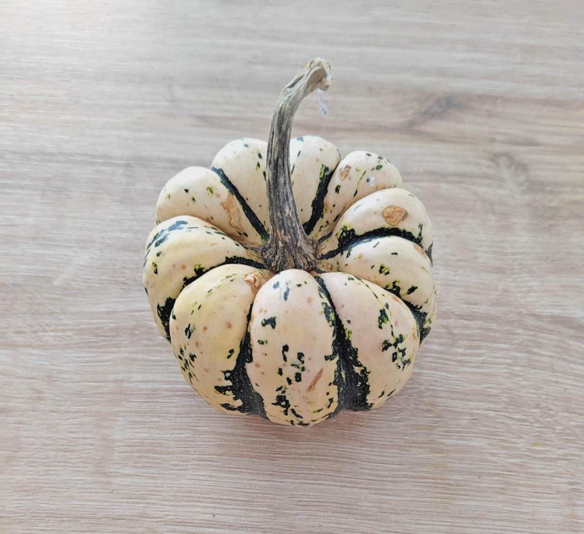 白いカボチャの種 - Etsy 日本