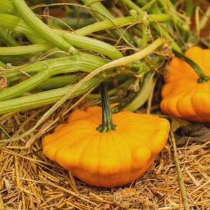 Puede incluir: Primer plano de una calabaza bonetera de color naranja brillante con un tallo verde, sobre un lecho de paja. La calabaza tiene un borde festoneado y está rodeada de vides verdes. La imagen está bien iluminada y muestra la textura de la calabaza.