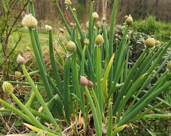 Semillas de Cebolleta o Cebolleta China (Allium Fistulosum) Mon Petit Jardin - Cultivo ecológico