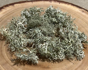 Musgo de roble silvestre: liquen de musgo de roble británico recolectado a mano