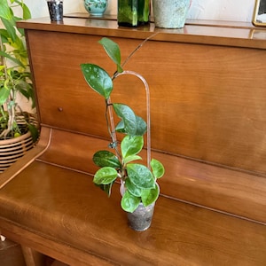 May include: A small potted plant with vibrant green leaves and a clear plastic support arch. The plant sits on a polished wooden surface, with a piano visible in the background. The leaves have a glossy texture.