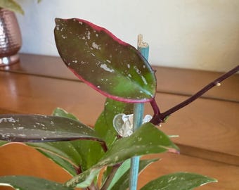 その他観葉植物 Hoya pubicalyx outer variegated Hoya Publicalyx Splash in Trellis | Eureka Farms