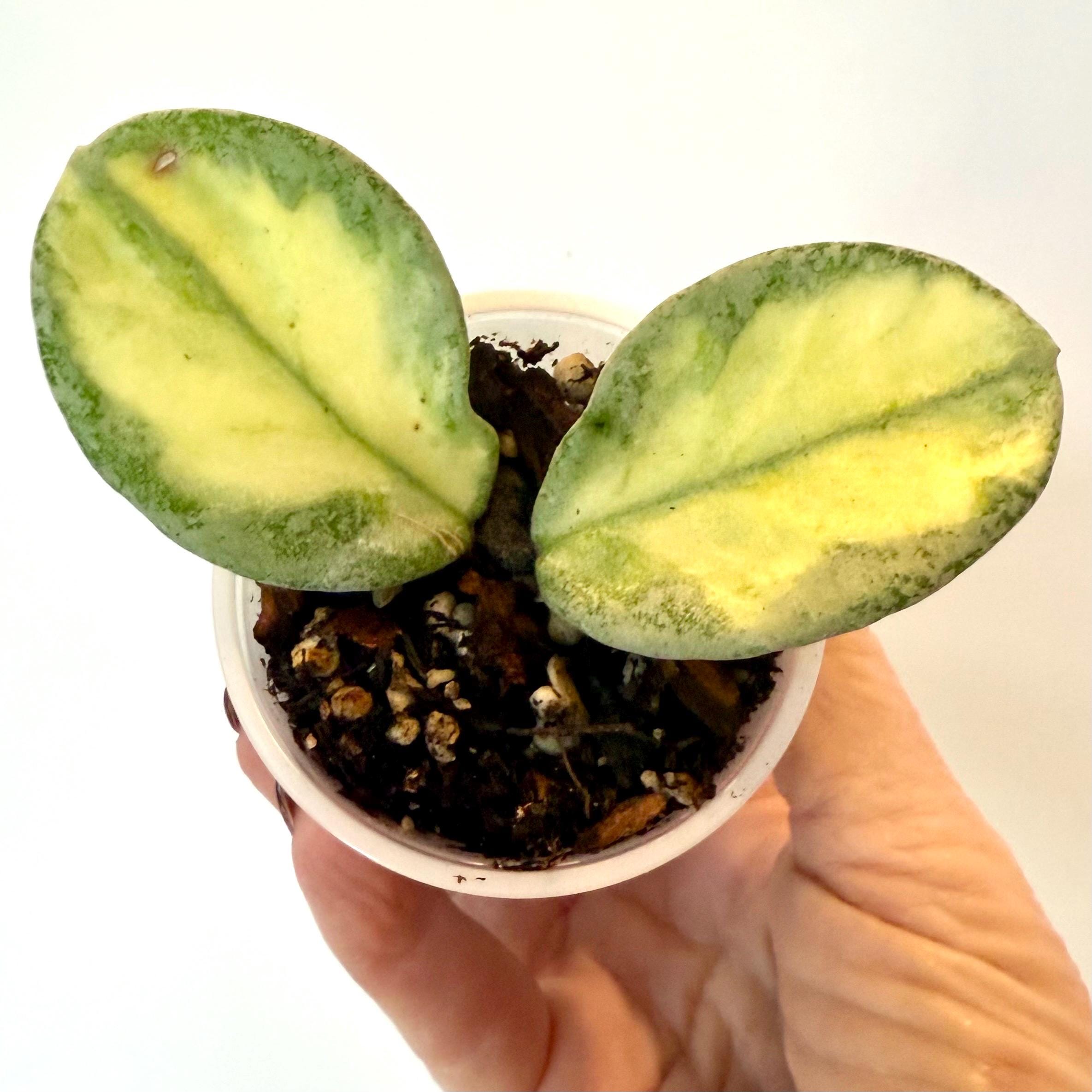 Hoya Argentea Princess - Etsy
