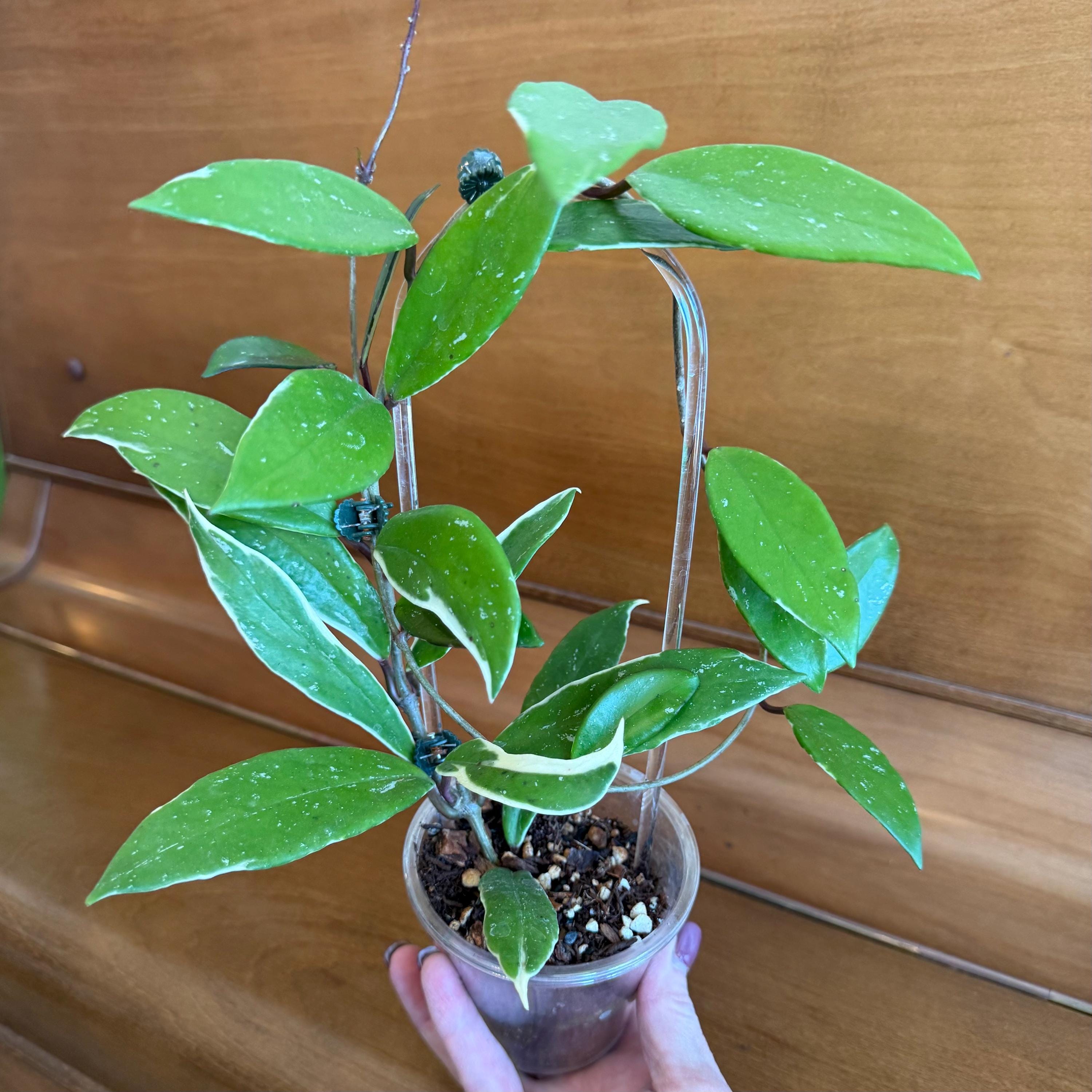 Hoya Pubicalyx Albo - Etsy