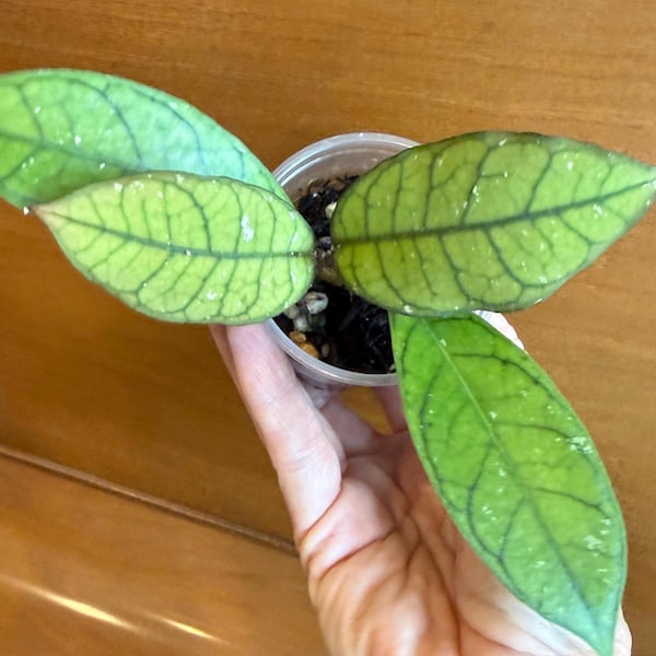 Hoya SS20-01 Desvouxensis x Crassipetiolata, Rooted Cutting with New Growth