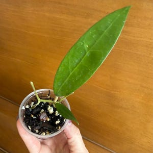 Hoya Amoena Java IML 1038, Rooted Cutting with New Growth