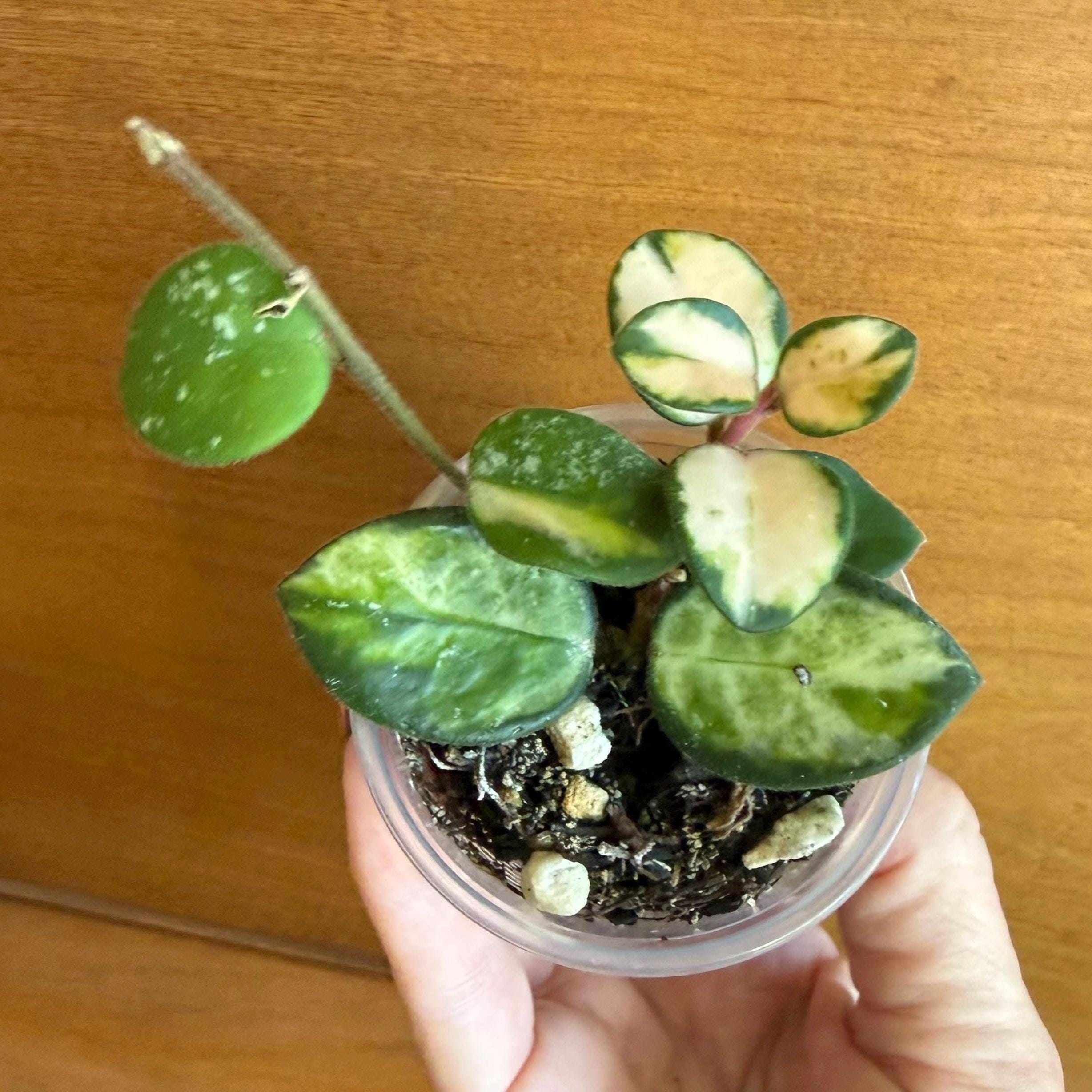 Hoya Gray Fairy - Etsy