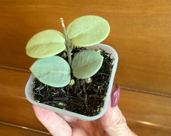 Hoya Mathilde Grey Fairy, Rooted Cut, Active Growth Points, (new