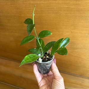 May include: A Hoya plant with glossy, dark green, ovate leaves growing on a thin, upright stem. The plant is potted in a small, clear plastic cup filled with a soil-based potting mix containing perlite, showing visible roots through the container.