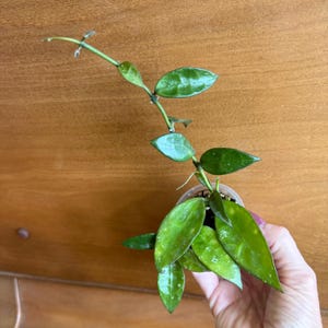 May include: A Hoya plant in a small clear plastic pot with a long, slender vine extending upward. The plant features glossy, dark green, oval-shaped leaves with subtle silver speckling throughout the foliage, arranged along a thin green stem.