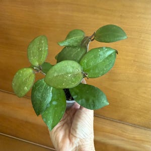 May include: A Hoya plant with multiple thick, waxy, oval-shaped green leaves featuring subtle silver speckling. The plant is potted in a small, clear plastic container with visible soil, showcasing a trailing vine structure with smooth edges.