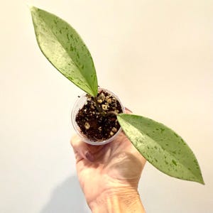 Hoya Pubicalyx Pink Silver Ghost: Rooted Plant, New Growth, FREE SHIPPING