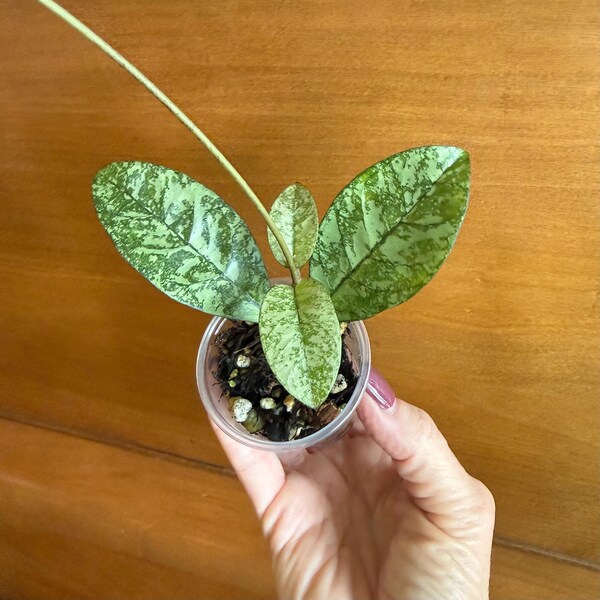 Hoya Crassipetiolata (Vietnam) Round Leaf: Rooted Cutting with New Growth