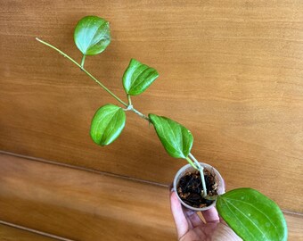 Hoya Lyi NOID UNROOTED Cutting - Etsy