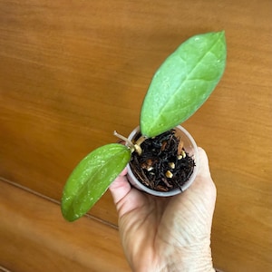 Hoya Amoena Java IML 1038, Rooted Cutting with New Growth