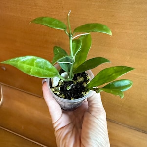 May include: A small Hoya plant with glossy, pointed, light green leaves growing from a central stem. The plant is potted in a clear plastic cup filled with dark soil and perlite, showing visible roots and white perlite particles throughout the mix.