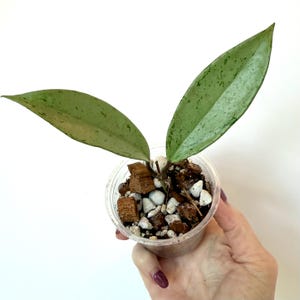 Hoya Pubicalyx Pink Silver Ghost: Rooted Plant with New Growth, FREE SHIPPING