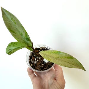 Hoya Pubicalyx Pink Silver Ghost: Rooted Starter Plant