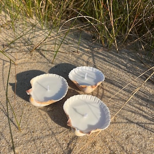 May include: Three seashell candles with white wax and wicks sit on a sandy surface, with blades of grass in the background. The shells have a natural, beige and white color, and the candles are unlit.