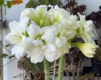 Bulbo de amarilis vivo, planta de interior rara con flores rojas, blancas y rosas, regalo de flores en maceta, decoración para el hogar y el jardín.