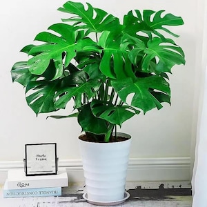 May include: A vibrant green Monstera plant with large, split leaves, potted in a white, ribbed planter. A small photo frame and books are visible in the foreground. The text on the book reads "TRIANGLE CONSTRUCTION".