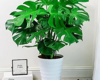 Live Monstera Deliciosa Plant, Split Leaf Indoor Houseplant, Tropical Green Potted Plant, Plant Lover Gift, Home Office Decor