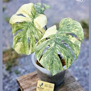 Puede incluir: Una planta de Monstera en maceta con hojas grandes y abigarradas. Las hojas muestran una mezcla de patrones verdes y blanco crema. La planta está en una maceta gris, y una pequeña tarjeta con texto es visible cerca de la base.