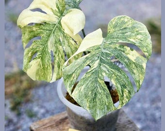 White Variegated Monstera Starter Plant, Rare Aroid Houseplant, Indoor Tropical Plant, Collector Plant Gift, Live Plant Decor
