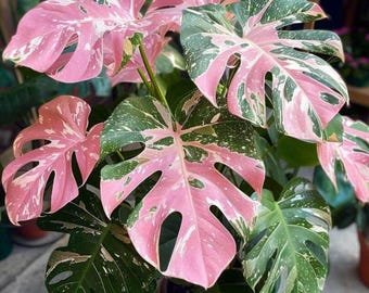 Pink Variegated Monstera Starter Plant, Rare Aroid Houseplant, Indoor Tropical Plant, Collector Plant Gift, Live Plant Decor