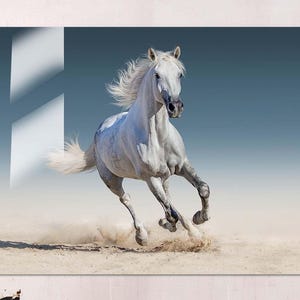 May include: A white horse runs across a sandy field with a blue sky in the background. The horse has a white mane and tail and is running with its head held high.