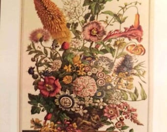 Large Vintage August Flowers Art Print, Botanical Illustration 1700s, 12 Months of Flowers, Williamsburg, Wedding Anniversary Gift, 16 x 20"