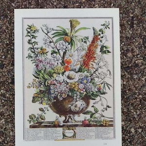 Small Vintage DECEMBER FLOWERS Art Print, 12 Months of Flowers, Rob Furber, 1700s Botanical Illustration, Wedding Anniversary Gift, 7 x 10"
