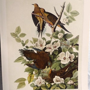 Vintage Audubon Art Print, Mourning Doves in Silky Camellia Bush, 1800s Turtle Dove Nature Study, Carolina Pigeons, Gallery Wall Art 10 x 14